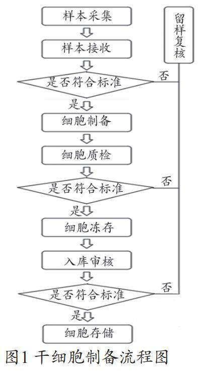 幹細胞91香蕉视频污污的功能設計幹細胞的工作流程